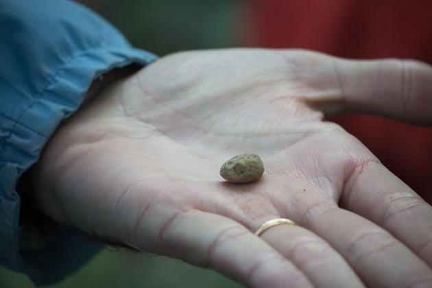 The world's smallest truffle?