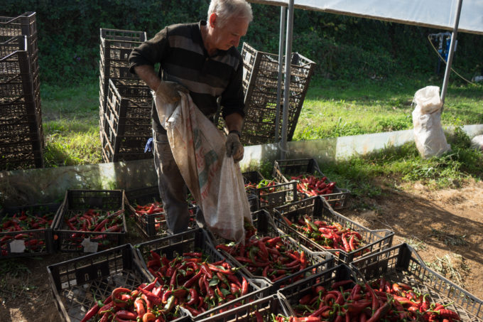 Placing the sweet chillies into crates.