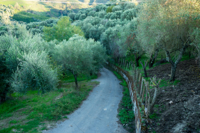 Calabrian olive groves
